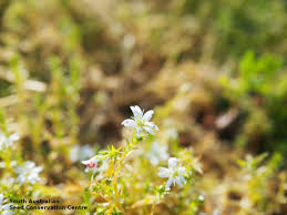Attēlu rezultāti vaicājumam “Stellaria palustris flower”