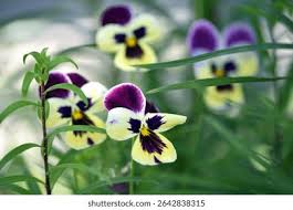 Attēlu rezultāti vaicājumam “Viola tricolor flower”