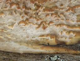 Attēlu rezultāti vaicājumam “Skeletocutis stellae”