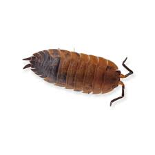 Attēlu rezultāti vaicājumam “Porcellio scaber”