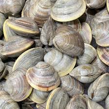 Image result for Clams
