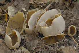 Attēlu rezultāti vaicājumam “Peziza repanda”