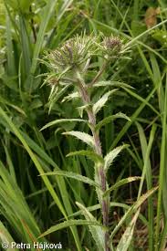 Attēlu rezultāti vaicājumam “Carlina biebersteinii flower”