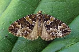 Attēlu rezultāti vaicājumam “Electrophaes corylata”