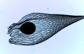 Attēlu rezultāti vaicājumam “Sphagnum wulfianum”