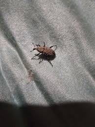 Attēlu rezultāti vaicājumam “Pissodes piniphilus”