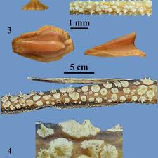 Image result for Hypanus sabinus