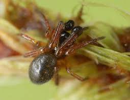 Attēlu rezultāti vaicājumam “Theridiidae”