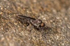 Attēlu rezultāti vaicājumam “Empididae”