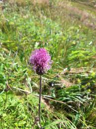 Attēlu rezultāti vaicājumam “Cirsium heterophyllum”