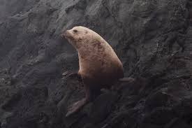 Image result for Eumetopias jubatus