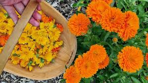 Attēlu rezultāti vaicājumam “Calendula officinalis flower”