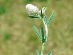 Attēlu rezultāti vaicājumam “Trifolium arvense leaf”