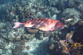 Image result for Sparisoma rubripinne