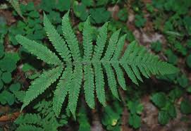 Attēlu rezultāti vaicājumam “Phegopteris connectilis”