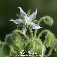 Image result for Borago officinalis