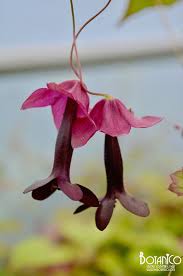 Image result for Rhodochiton atrosanguineum