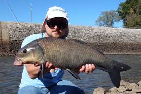 Image result for Ictiobus niger