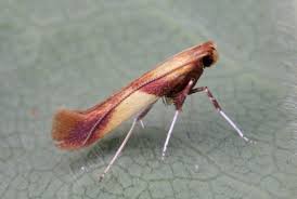 Attēlu rezultāti vaicājumam “Caloptilia alchimiella”