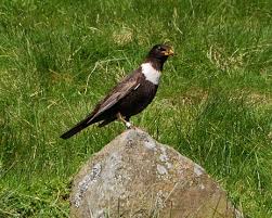Image result for Turdus torquatus