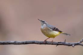 Attēlu rezultāti vaicājumam “Motacilla cinerea”
