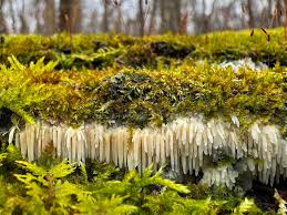 Attēlu rezultāti vaicājumam “Mucronella subtilis”