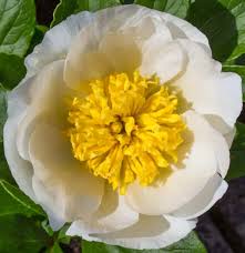 Attēlu rezultāti vaicājumam “Paeonia lactiflora flower”