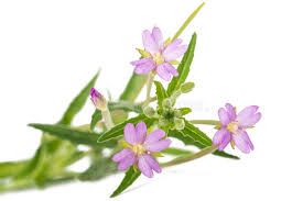 Attēlu rezultāti vaicājumam “Epilobium roseum leaf”
