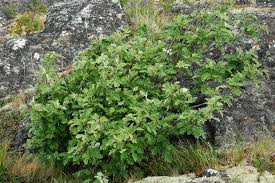 Attēlu rezultāti vaicājumam “Sorbus hybrida”