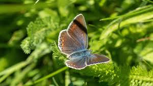 Attēlu rezultāti vaicājumam “Polyommatinae”