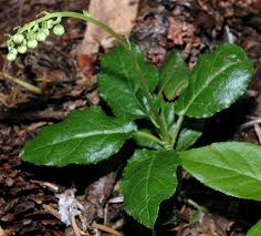 Attēlu rezultāti vaicājumam “Orthilia secunda fruit”