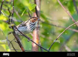 Image result for Emberiza pusilla
