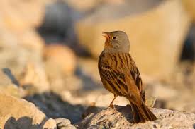 Image result for Emberiza caesia