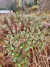 Attēlu rezultāti vaicājumam “Epilobium parviflorum”