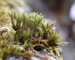 Attēlu rezultāti vaicājumam “Orthotrichum speciosum”