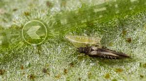 Attēlu rezultāti vaicājumam “Trachyspora intrusa”