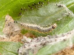 Attēlu rezultāti vaicājumam “Epermenia falciformis”