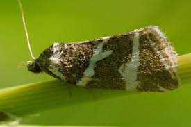 Attēlu rezultāti vaicājumam “Deltote bankiana”