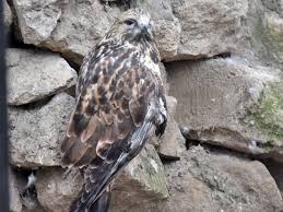 Attēlu rezultāti vaicājumam “Buteo lagopus”