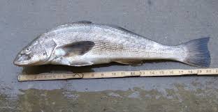 Image result for Menticirrhus americanus