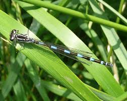Attēlu rezultāti vaicājumam “Coenagrion armatum male”