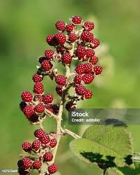 Attēlu rezultāti vaicājumam “Atriplex patula fruit”
