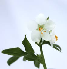 Image result for Polemonium coeruleum album