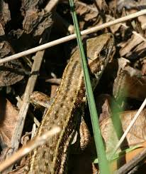 Attēlu rezultāti vaicājumam “Lacerta vivipara female”