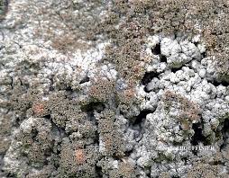 Attēlu rezultāti vaicājumam “Pertusaria coccodes”