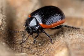 Attēlu rezultāti vaicājumam “Chrysolina sanguinolenta”