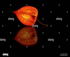 Image result for Lampionblume