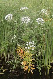 Attēlu rezultāti vaicājumam “Cicuta virosa”