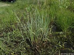 Attēlu rezultāti vaicājumam “Alopecurus aequalis”