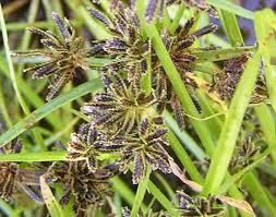 Attēlu rezultāti vaicājumam “Cyperus fuscus”